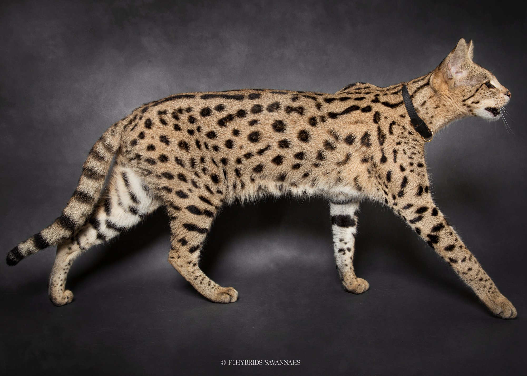 Savannah