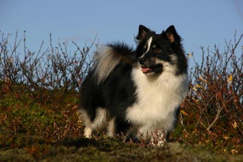 Bjarkarkots Sámur | Icelandic Sheepdog 