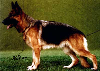 Evi vom Hause Basters | German Shepherd Dog 