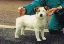 Gayregal Fire Water | Jack Russell Terrier 