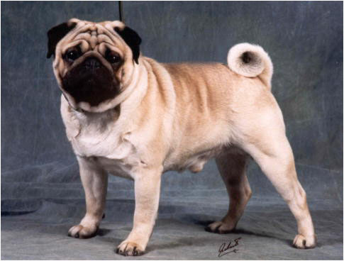 Sasquehanna Kufel | Pug 