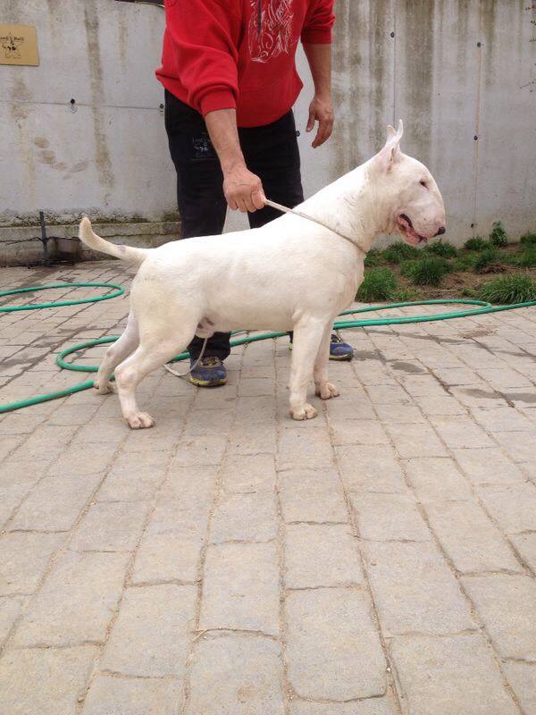 Augesco Zetsbull | Bull Terrier 