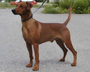 Laatain BARON | German Pinscher 