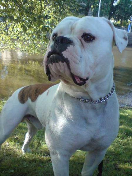 White Bulls Bear | American Bulldog 