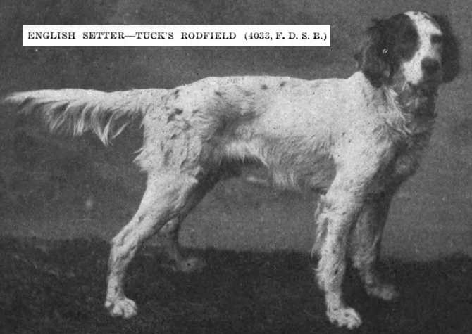 Tuck's Rodfield (004033) | English Setter 