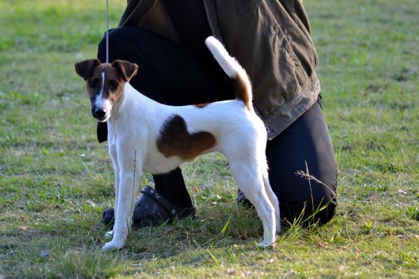 Shillelagh Pepperbelle of Rosdale | Smooth Fox Terrier 