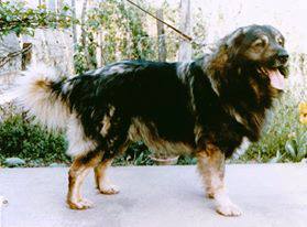 DIK | Yugoslavian Shepherd Dog-Sarplaninac 