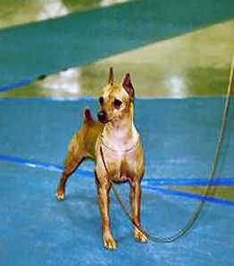 Whitehouse Oh Danny Boy | Miniature Pinscher 