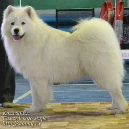 Radost Zhizni Madzhestik | Samoyed 