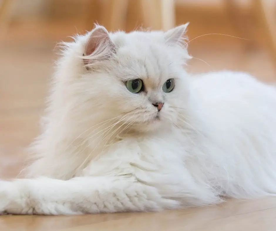 Persian (modern)