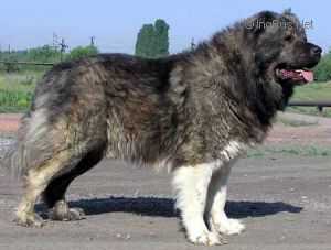 Baha Daur Don | Caucasian Mountain Dog 