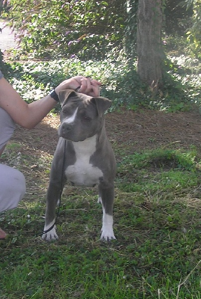Blue Staff Imsexy | American Staffordshire Terrier 