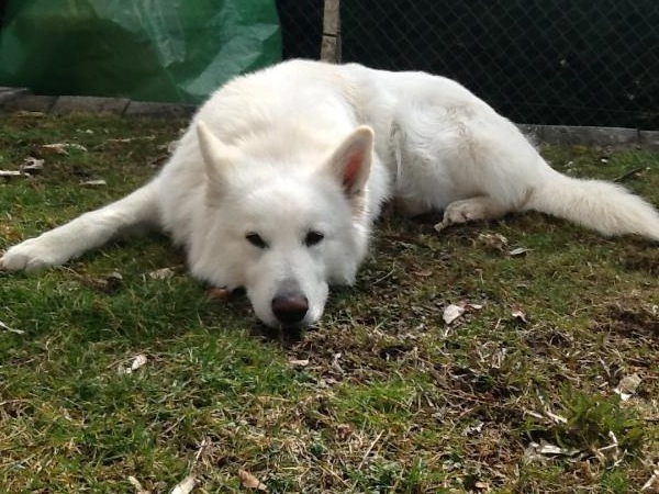 Flynt de la Tour de Milandre | White Swiss Shepherd Dog 