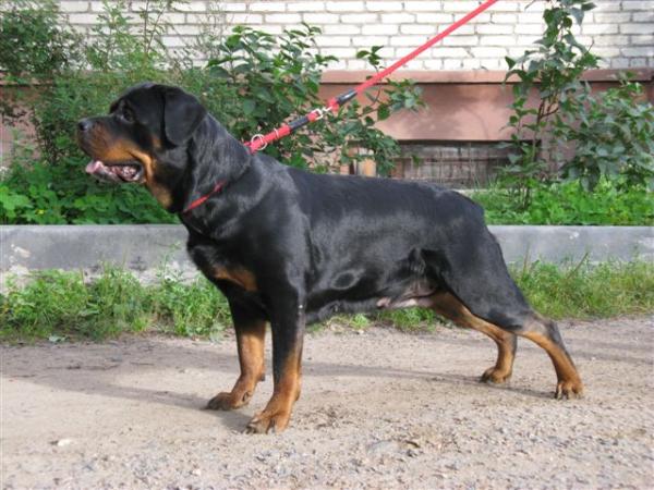 Efrosinja | Rottweiler 