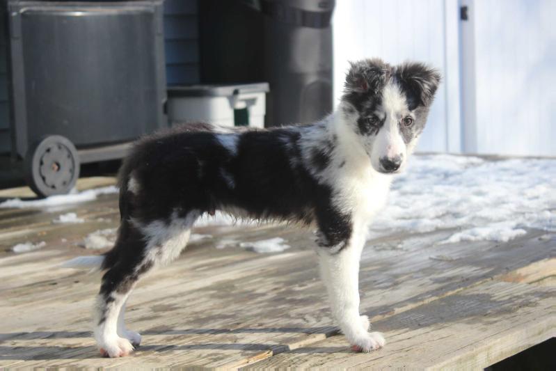 Blackbird's Rollin' On A River | Border Collie 