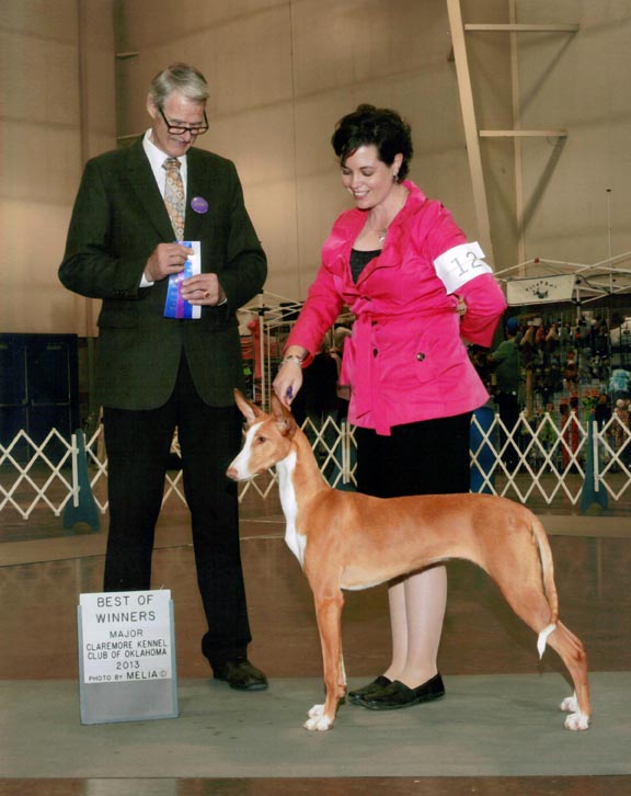 HareHill's Look of Love | Ibizan Hound 