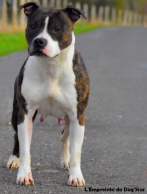 Lil pearl isis de l'empreinte de dog'star | American Staffordshire Terrier 