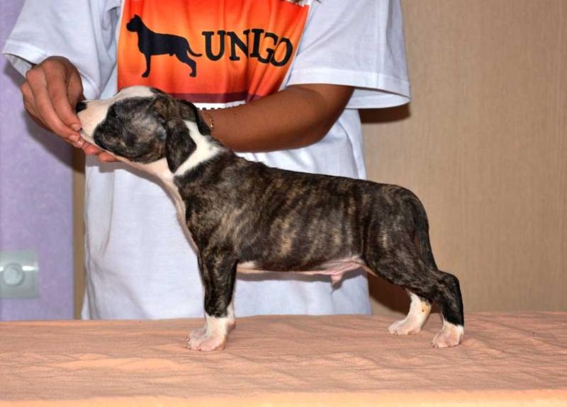 Unigo N.E.V. Zac Efron | American Staffordshire Terrier  Unigo N.E.V. Zac Efron | American Staffordshire Terrier
