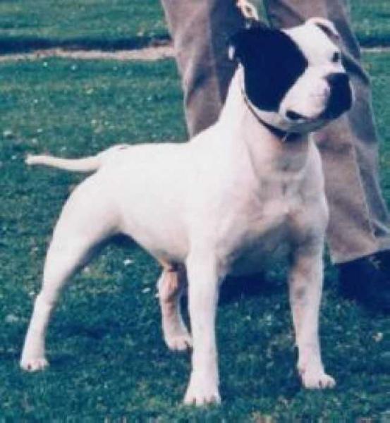 Silver Bomber | Staffordshire Bull Terrier 