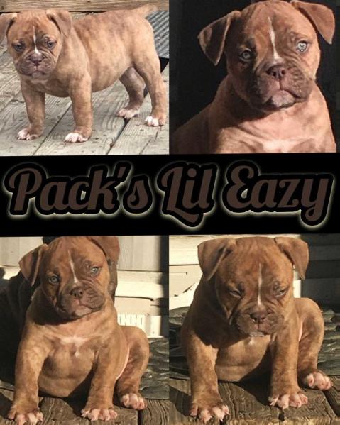 Pack's Lil-Eazy E | Olde English Bulldogge 