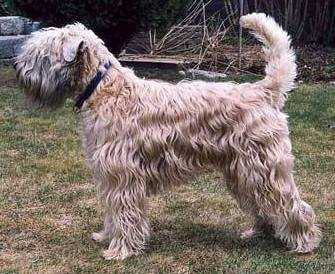 Ivonhoe of Cullin Hills | Soft Coated Wheaten Terrier 