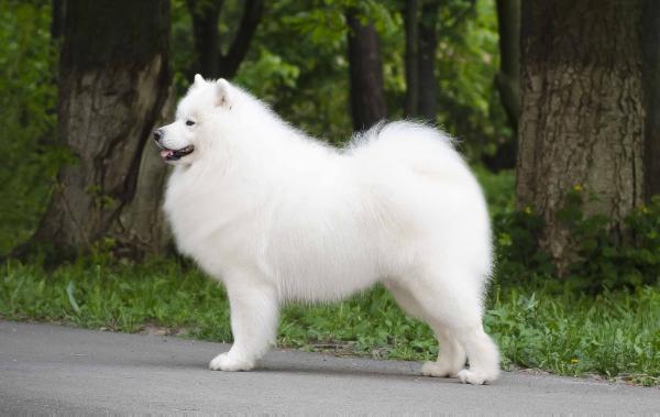 Stark | Samoyed 