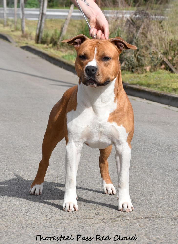 Thoresteel Pass Red Cloud | American Staffordshire Terrier 