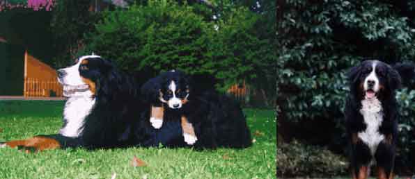 Jo' | Bernese Mountain Dog 