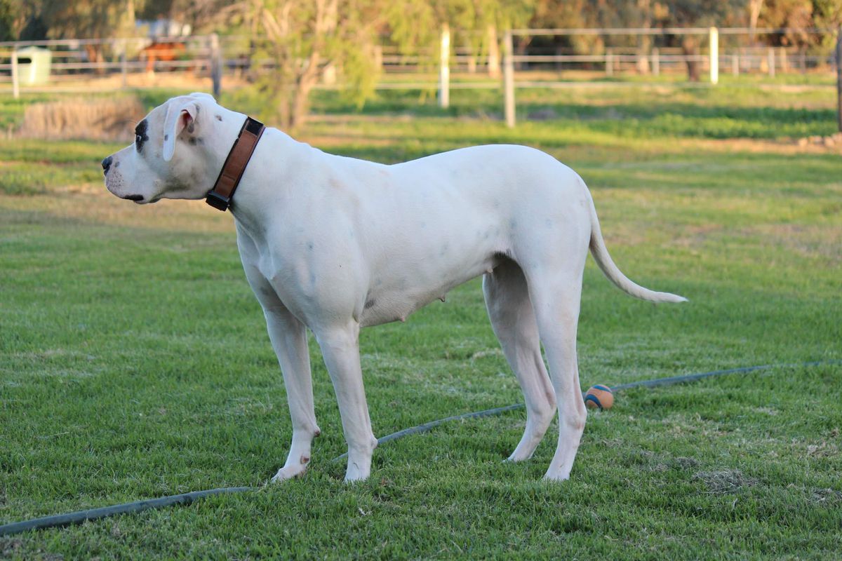 Old Southern Oreithyia | American Bulldog 