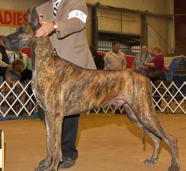 Ruby's Jewel of Honor | Great Dane 