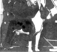 J and S The Sting | Boston Terrier 