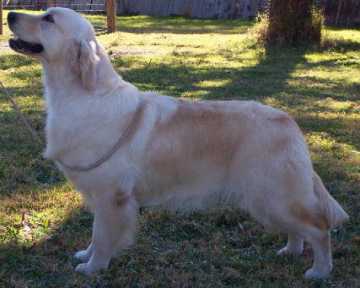 Dobro Free As A Bird | Golden Retriever 