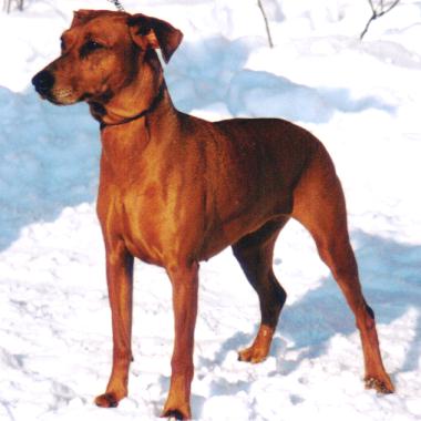 Of Leijliden QUELLA JULIA | German Pinscher 