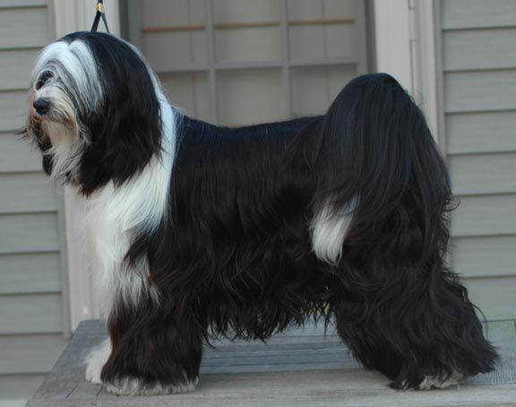 CEDAR C LOOK WHAT KATIE DID | Tibetan Terrier 