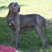 Dassouana de l'Outsaina | Great Dane 