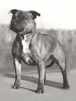 Jackstaff Prima Donna | Staffordshire Bull Terrier 