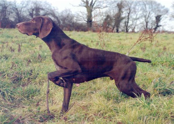 Ajax des Granges de la Dombes | German Shorthaired Pointer 