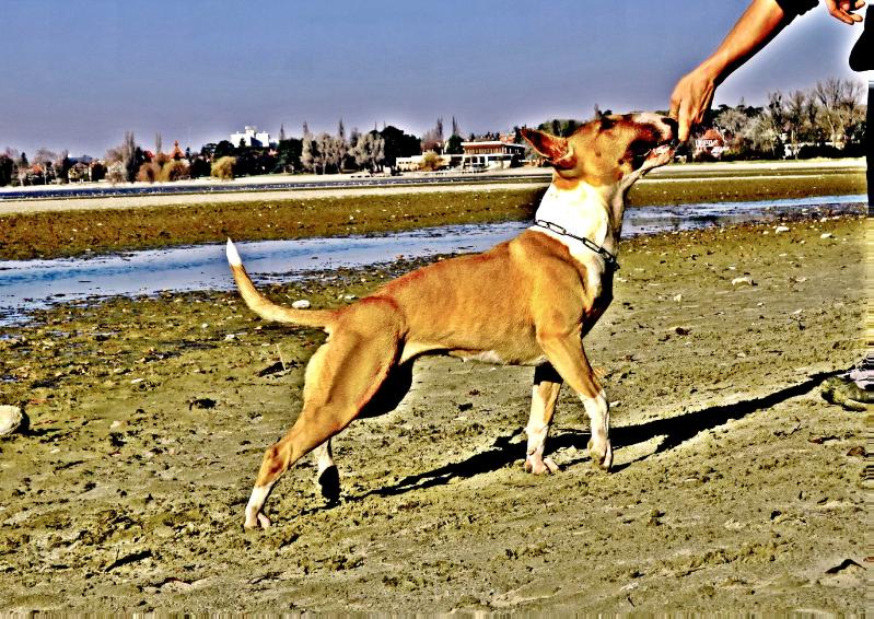 Warriors Of the Lanka's  Bullinators Peyote Purple Burma | Bull Terrier 