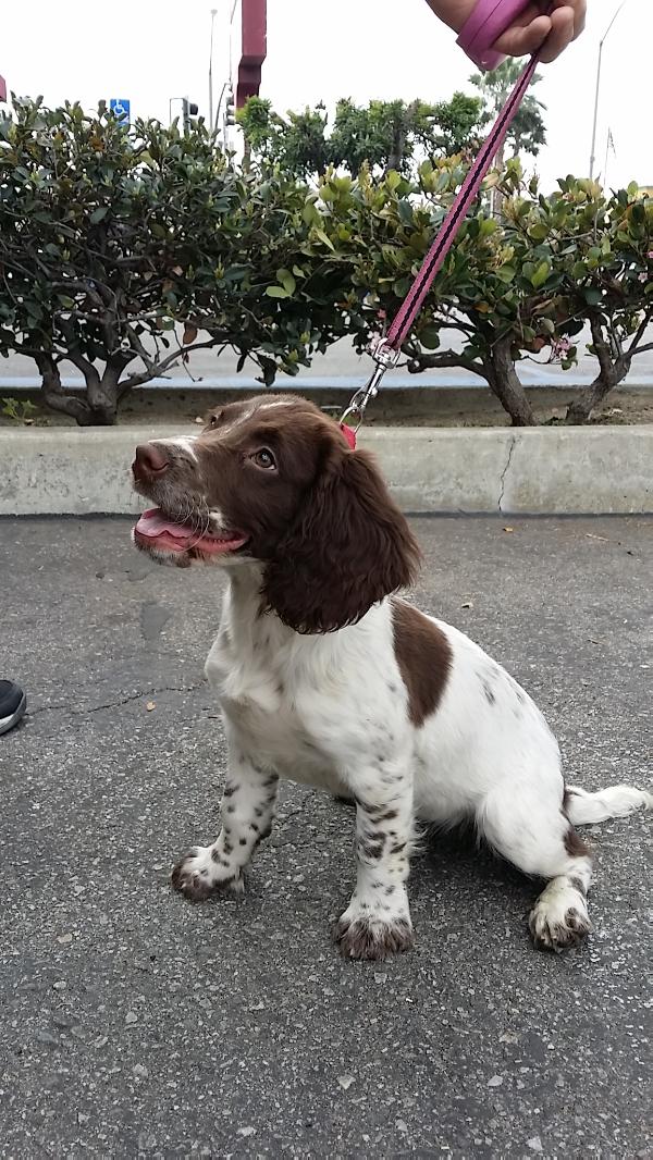 Faith Duneight Mill | English Springer Spaniel 