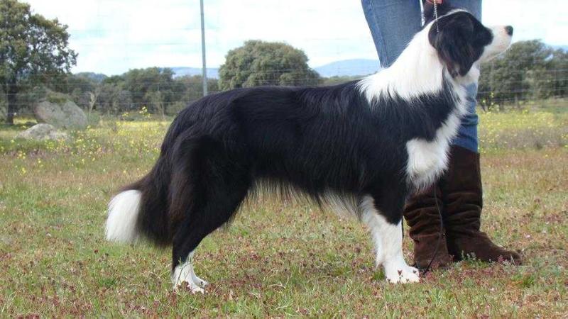 LEGEND OF BRAVEHEART DARK ROSE MISAKI | Border Collie 