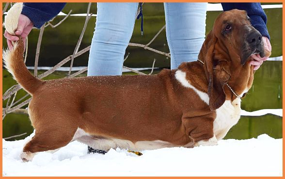 New Down Bassets UN NUAVO AMORE | Basset Hound 