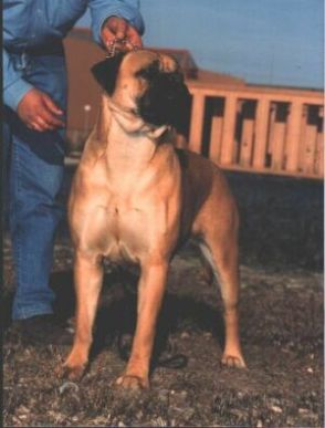 Wanda de la Yosa | Bullmastiff 