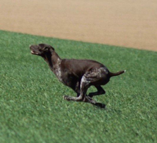 Pradellinensis Beatrice | German Shorthaired Pointer 