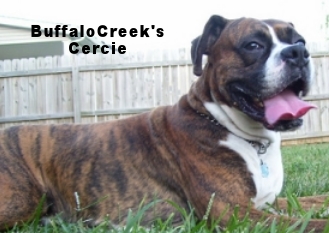 BuffaloCreek's Cercie-AB/Olde | Olde English Bulldogge 