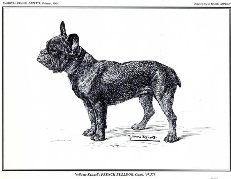 Nellcote's Calot | French Bulldog 