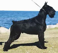 Jeque de Pichera | Giant Schnauzer 