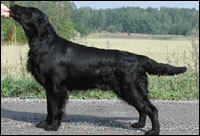 Cariena's Thirtyfour-Four | Flat-Coated Retriever 