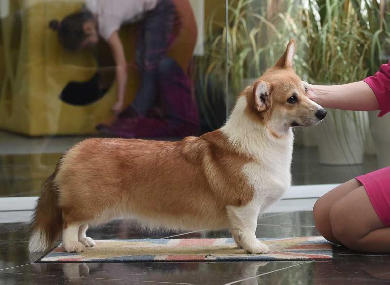 Style Life Nobody Else | Pembroke Welsh Corgi 