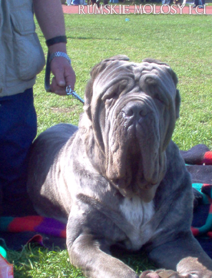 Nettuno Del Gheno | Neapolitan Mastiff 