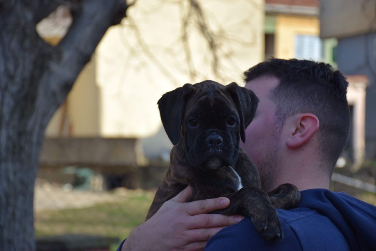 Fiona Ursatobox | Boxer 
